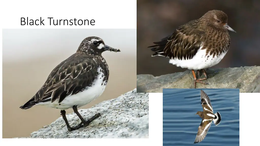 black turnstone