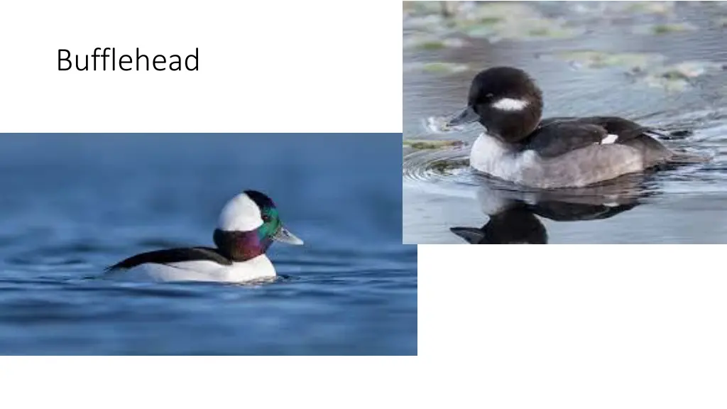 bufflehead