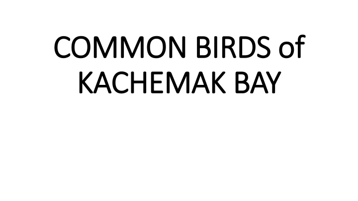 common birds of common birds of kachemak