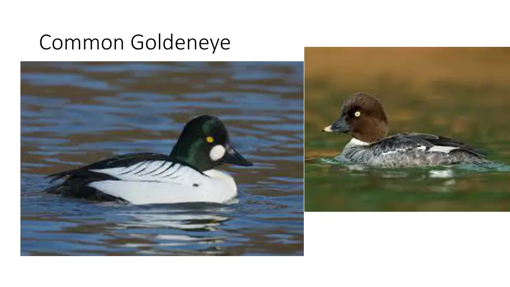 common goldeneye