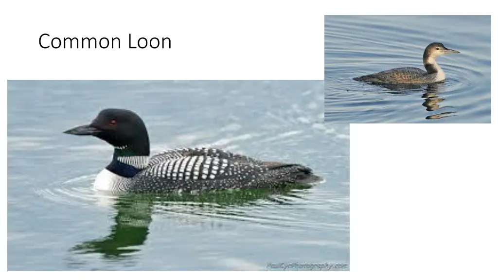 common loon