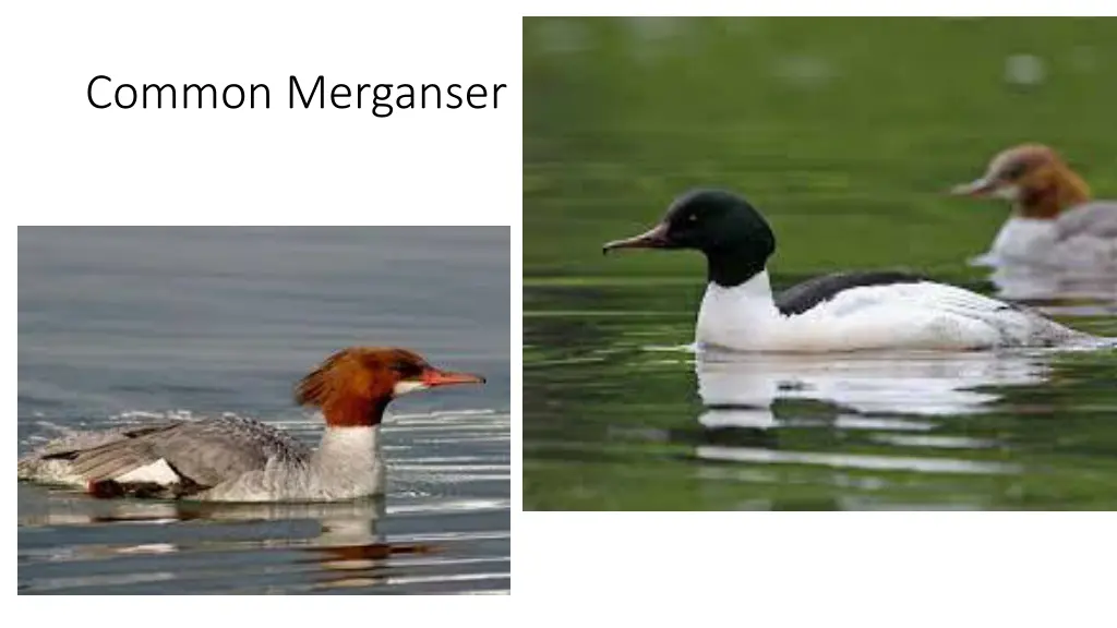 common merganser