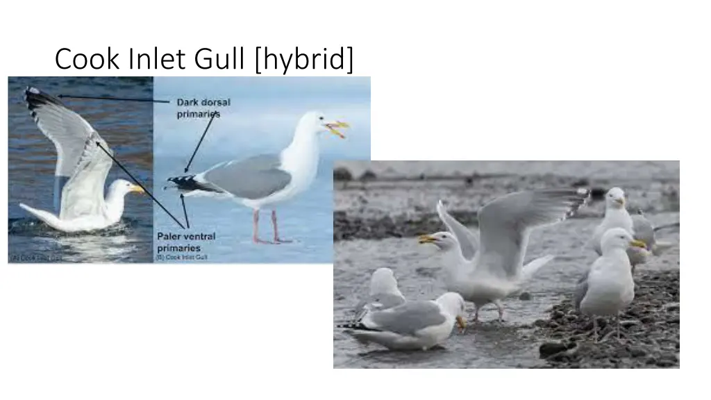 cook inlet gull hybrid