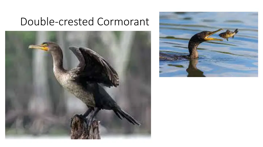 double crested cormorant