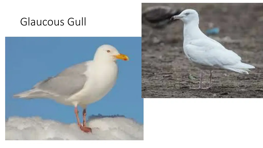 glaucous gull