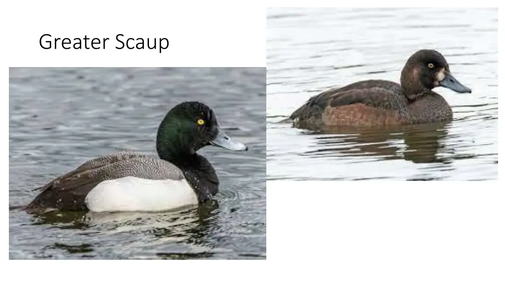 greater scaup