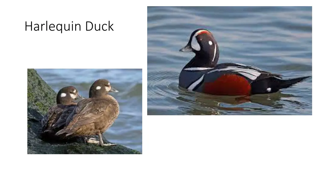 harlequin duck