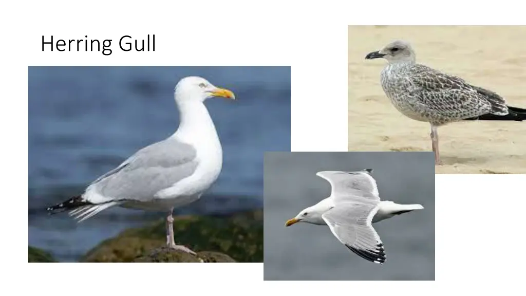 herring gull