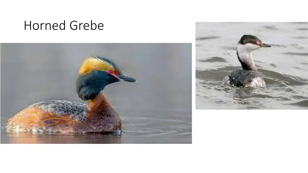 horned grebe