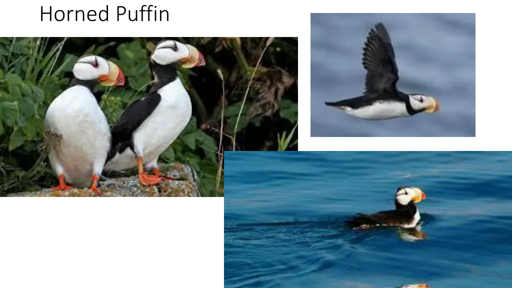 horned puffin