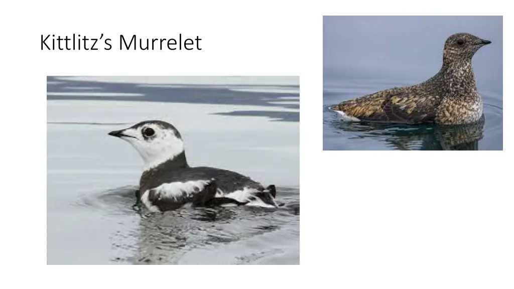kittlitz s murrelet