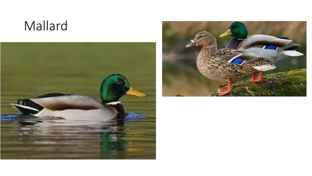 mallard