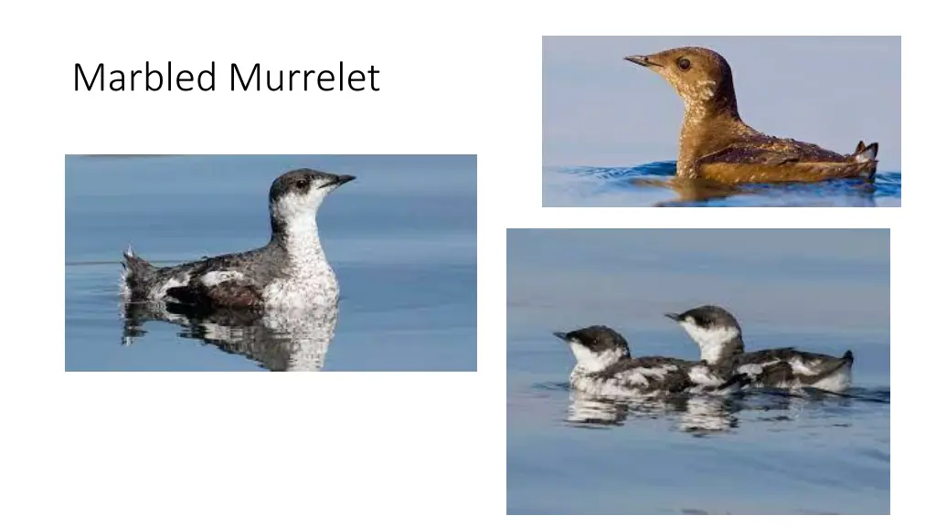 marbled murrelet