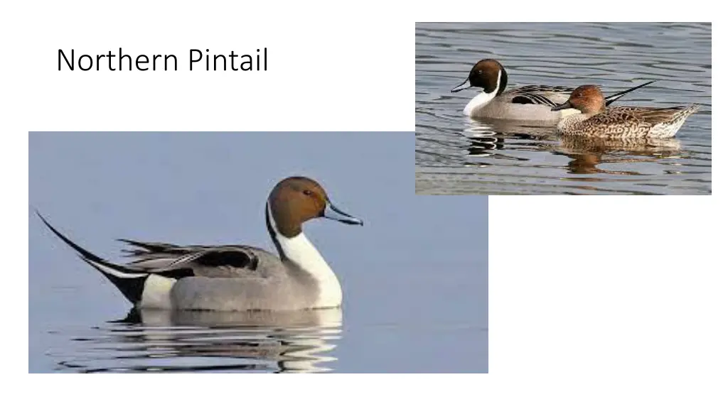 northern pintail