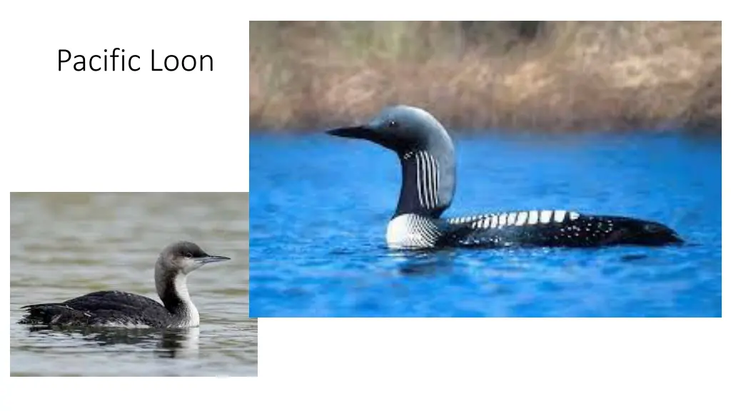 pacific loon