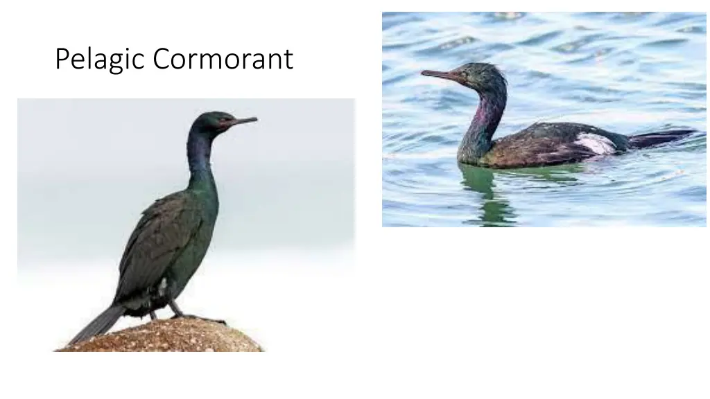 pelagic cormorant