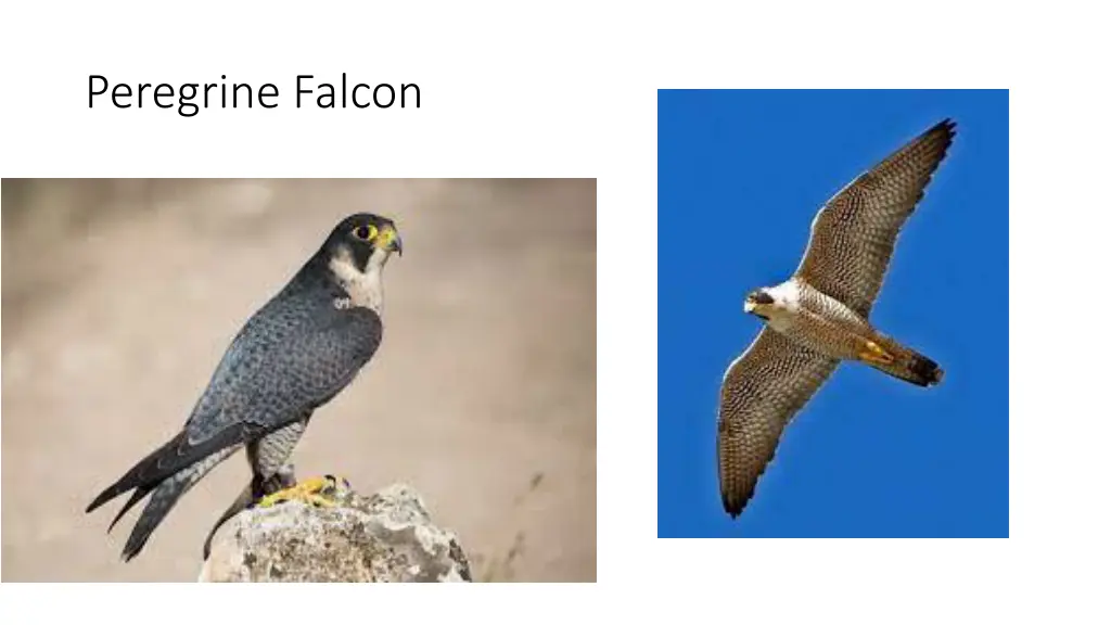 peregrine falcon