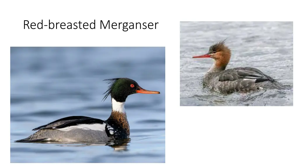 red breasted merganser