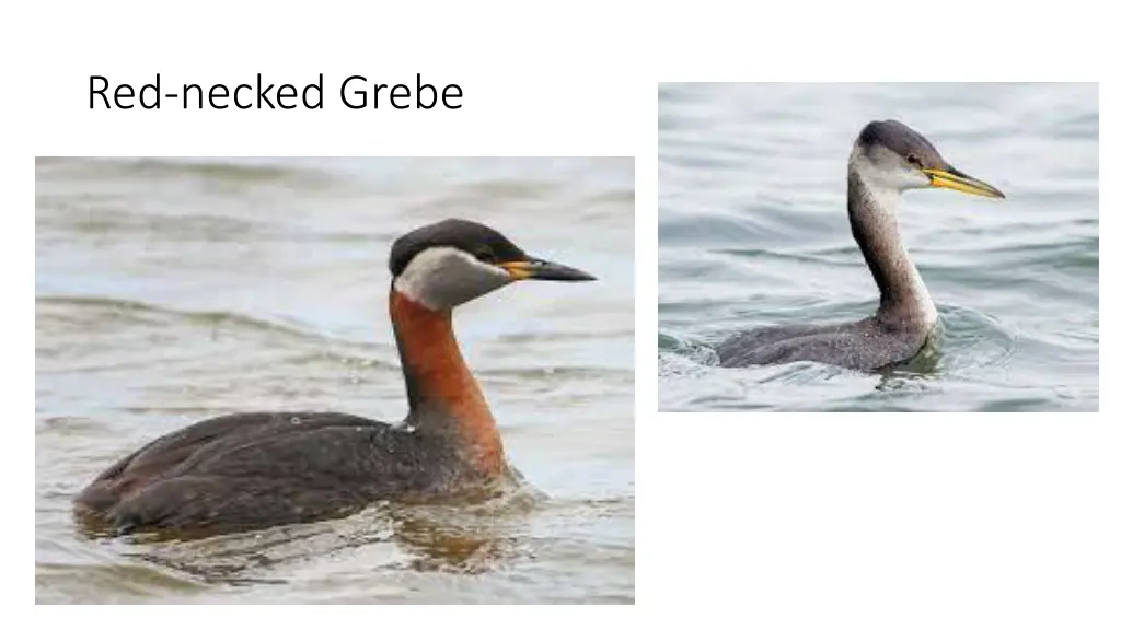 red necked grebe