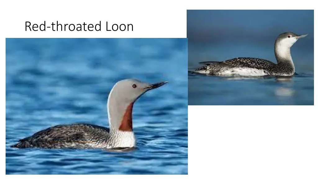 red throated loon