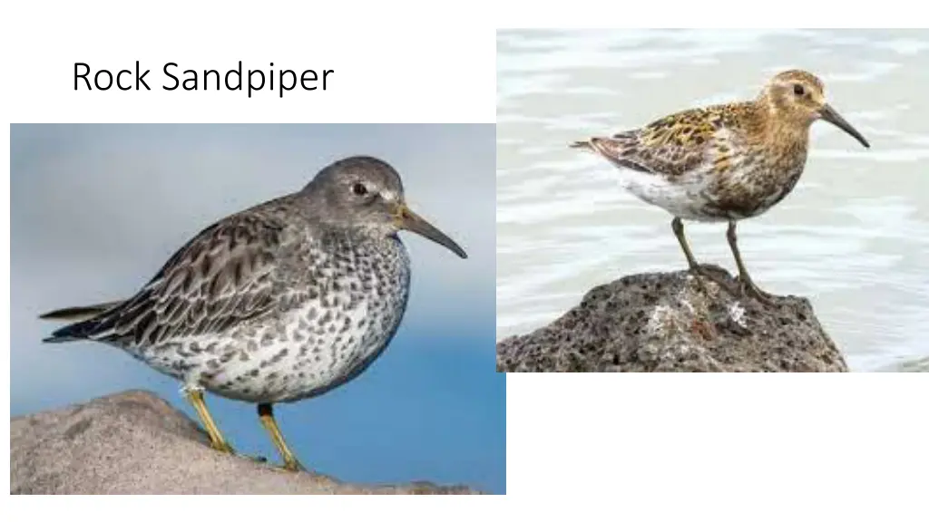 rock sandpiper