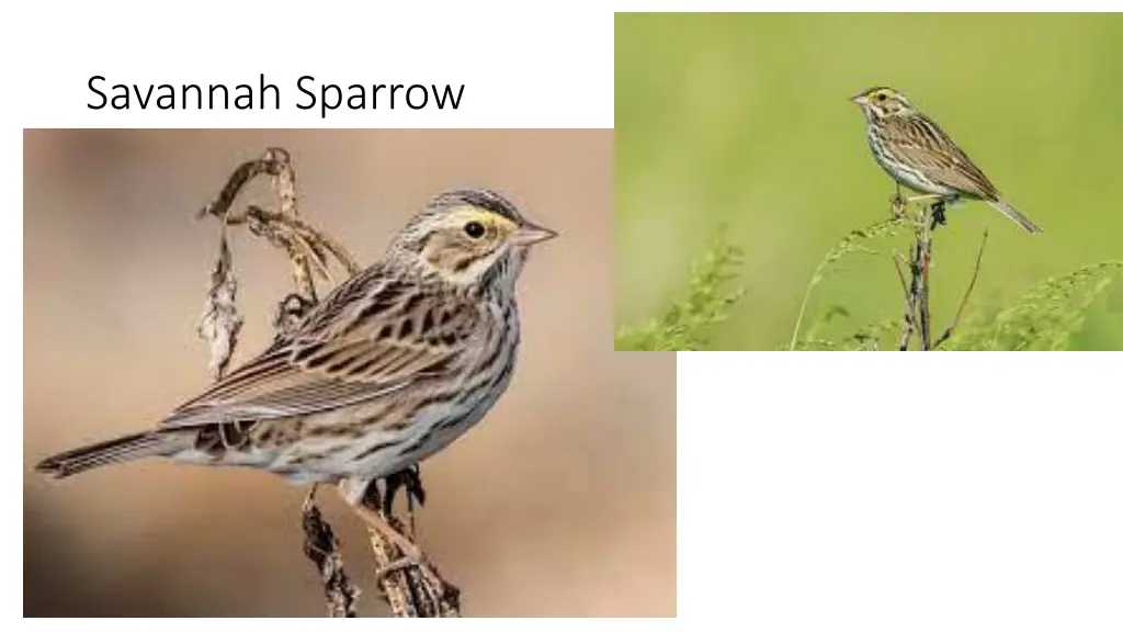 savannah sparrow
