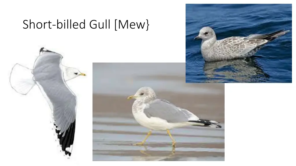 short billed gull mew