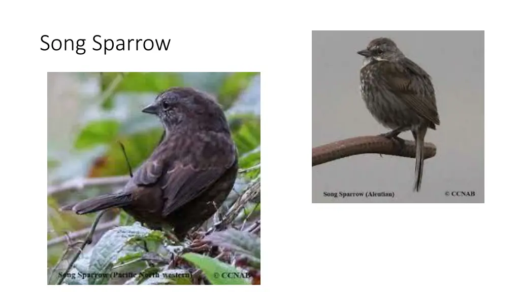 song sparrow
