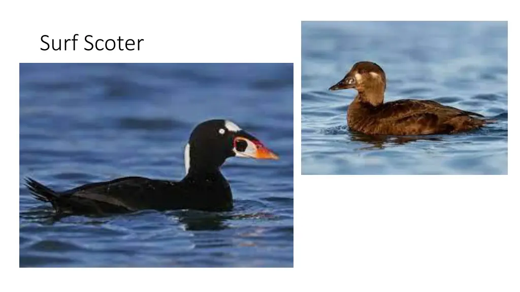 surf scoter