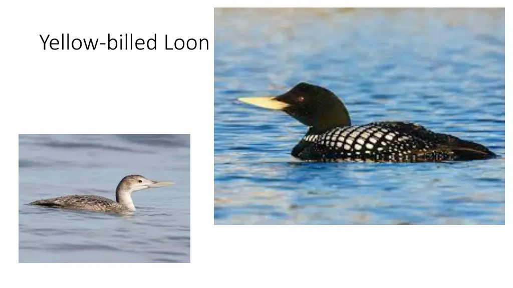 yellow billed loon