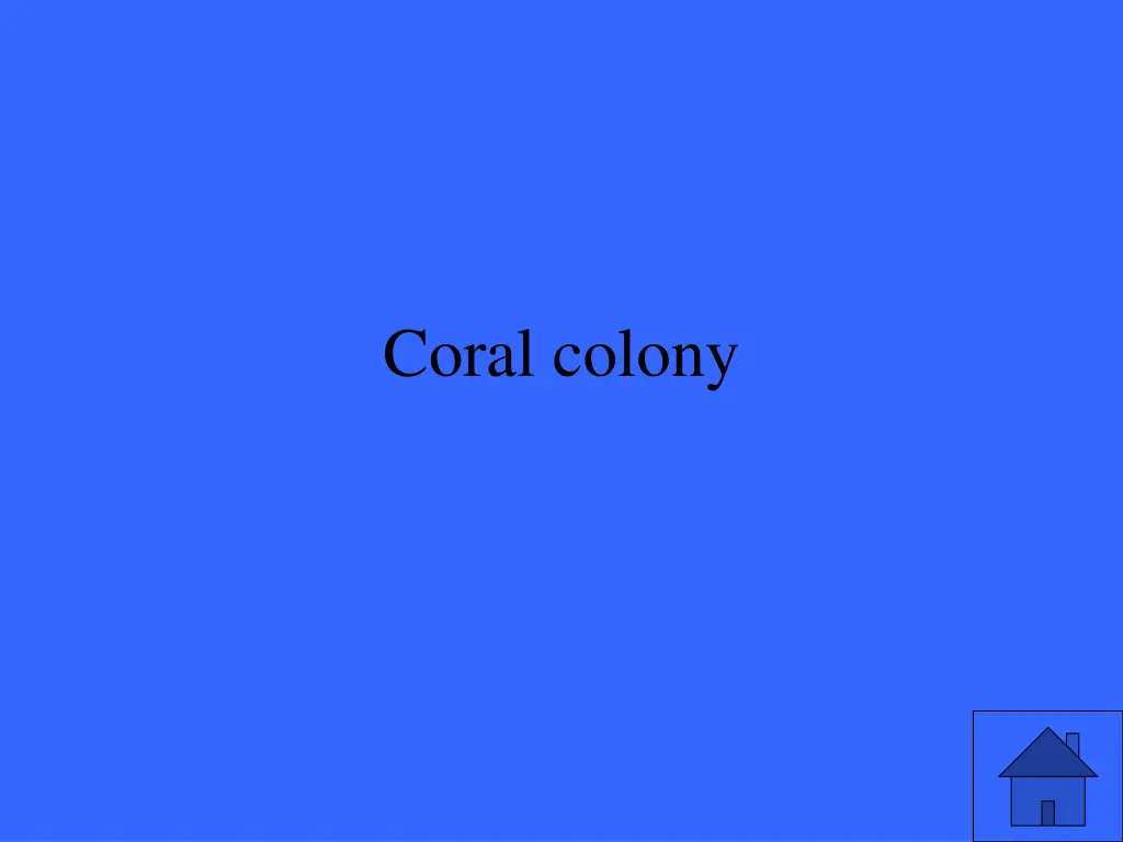 coral colony