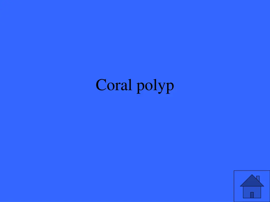 coral polyp