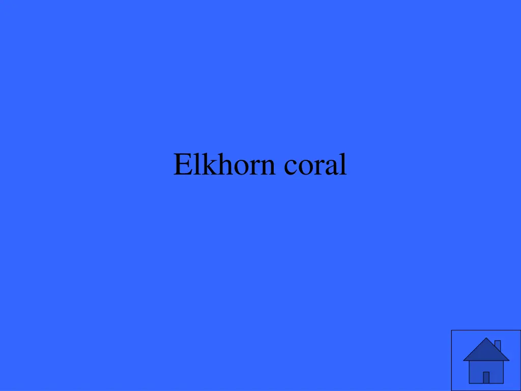 elkhorn coral