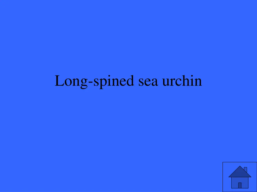 long spined sea urchin