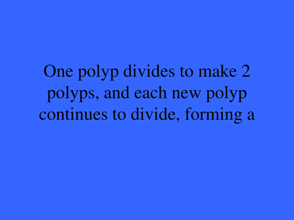 one polyp divides to make 2 polyps and each