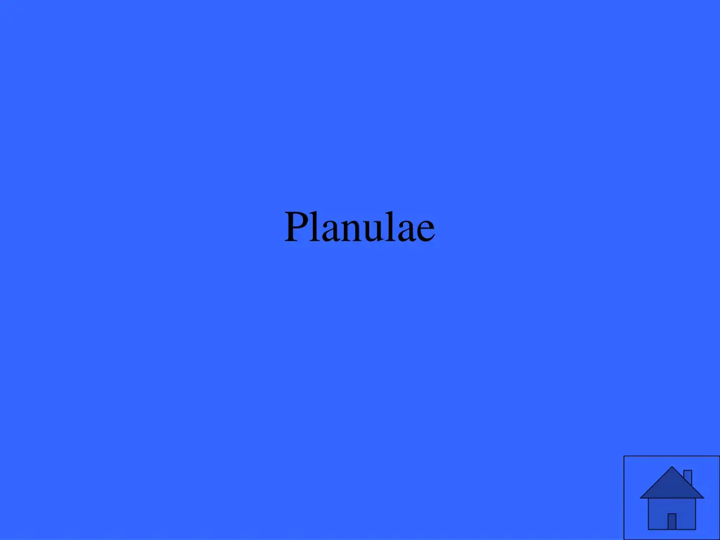 planulae