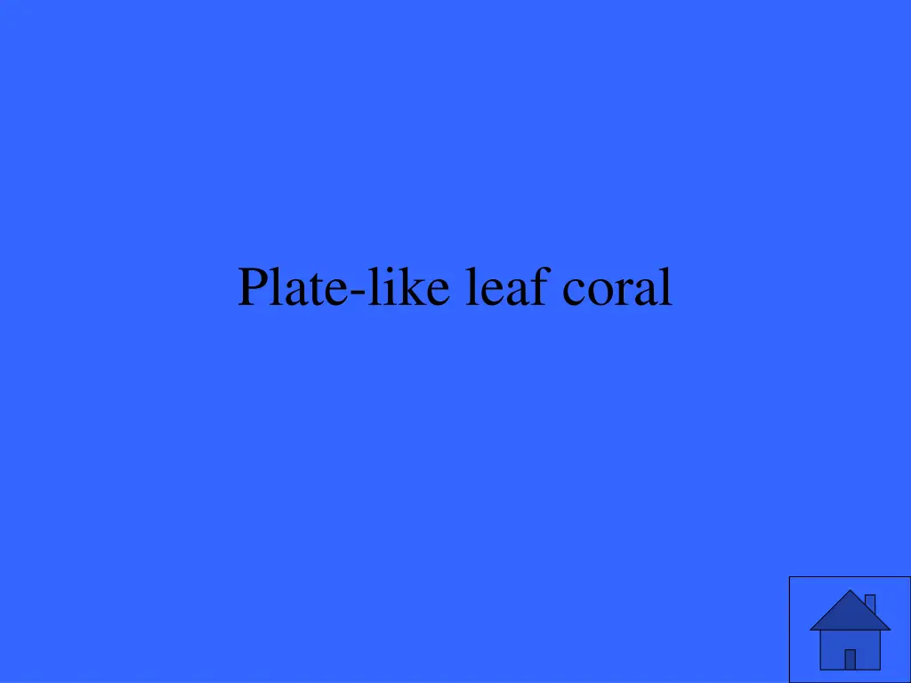 plate like leaf coral