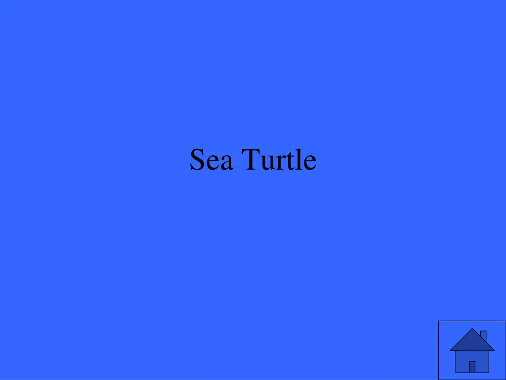 sea turtle