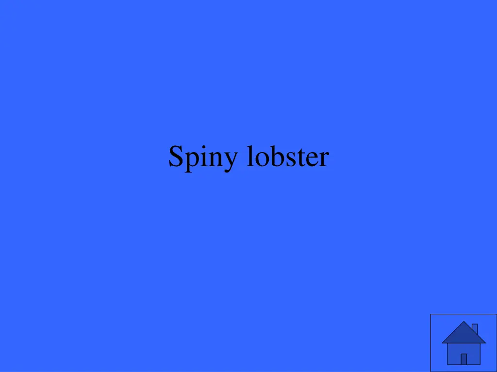 spiny lobster