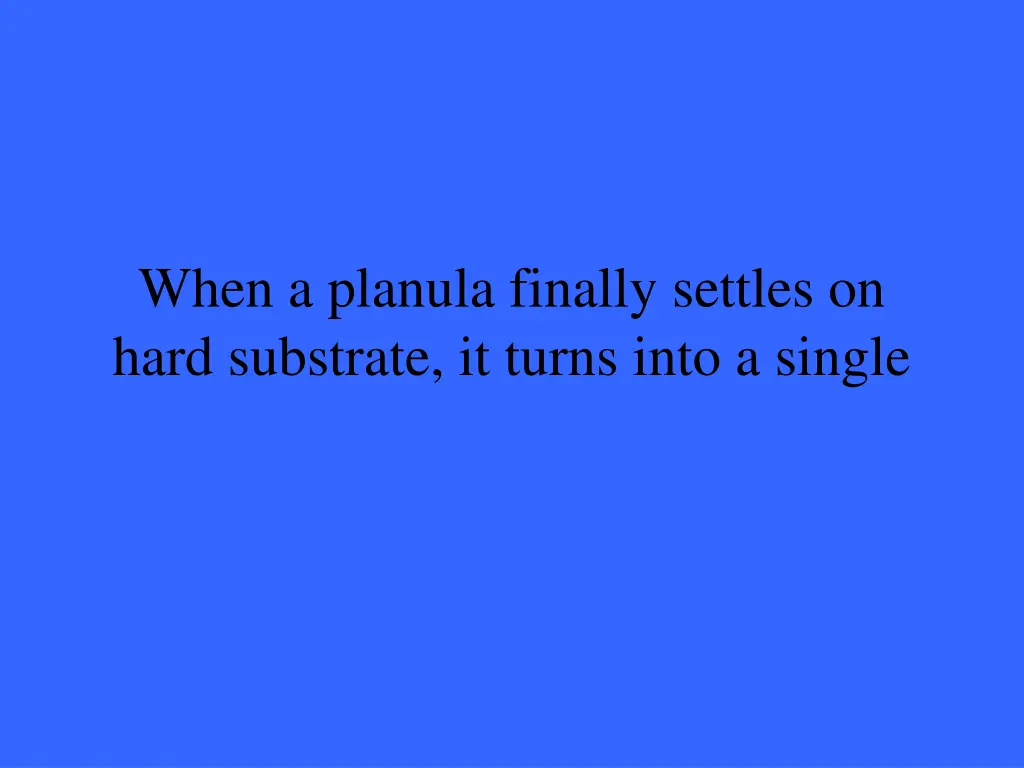 when a planula finally settles on hard substrate