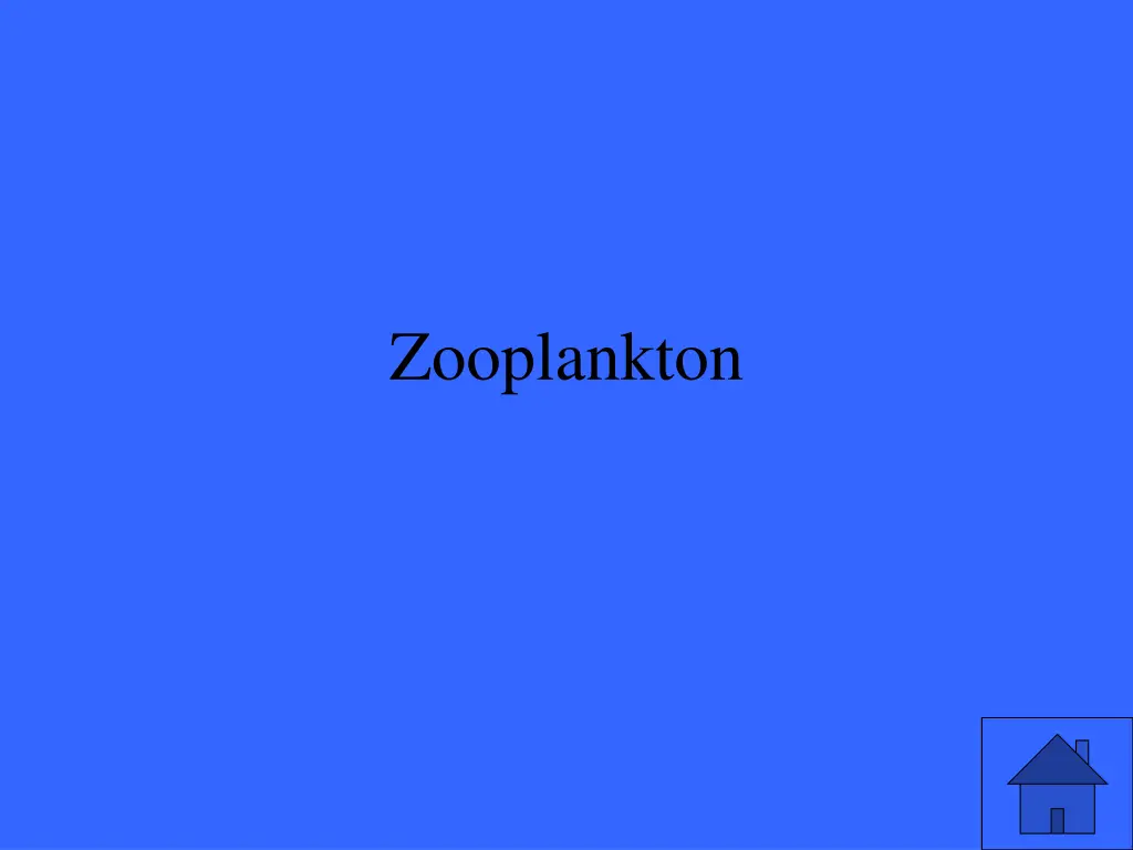 zooplankton