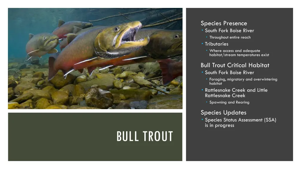 species presence south fork boise river