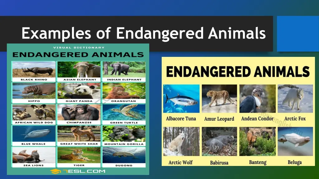 examples of endangered animals