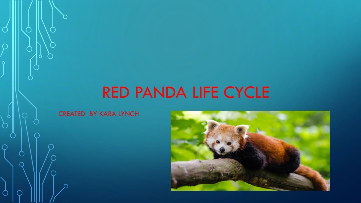 red panda life cycle