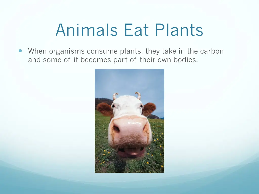 animals eat plants