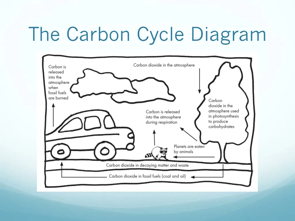 the carbon cycle diagram