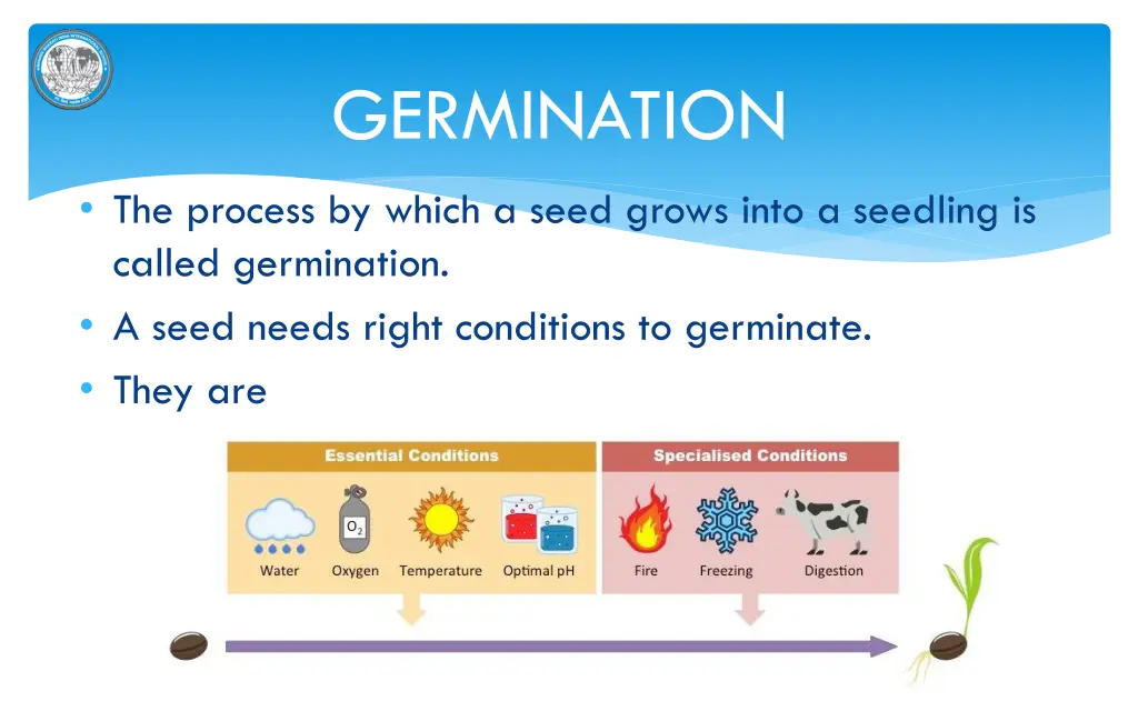 germination