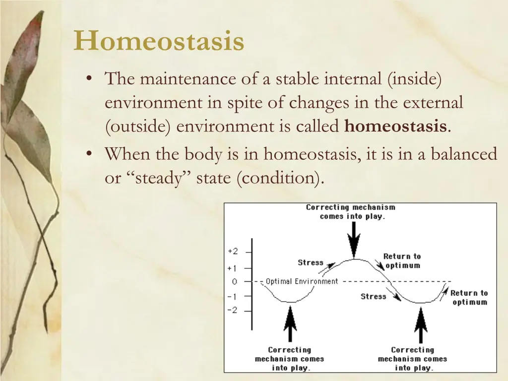 homeostasis the maintenance of a stable internal