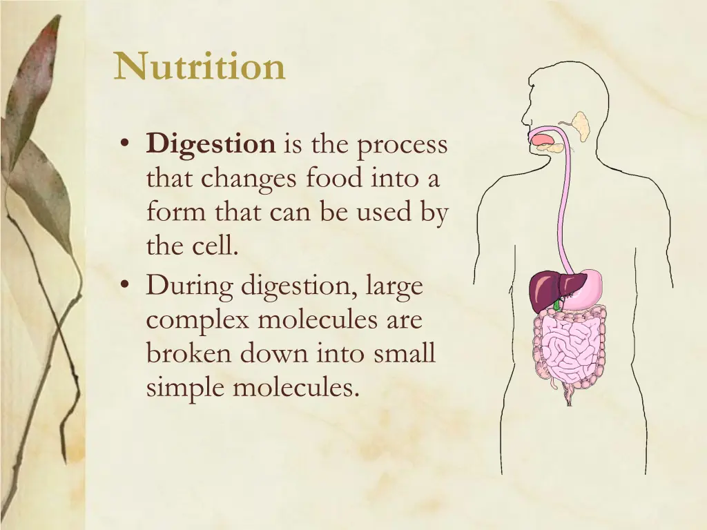 nutrition 2