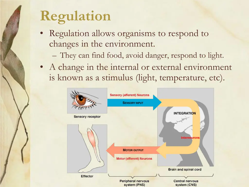 regulation regulation allows organisms to respond